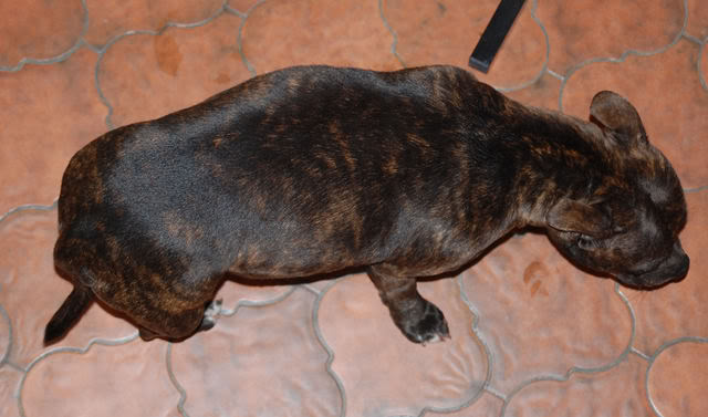 Mes bébés staffies sont nés le 14 janvier 2009 DSC_0048