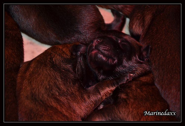 Chiots Malinois lignées travail - Page 2 DSC_0084_zps6047b419