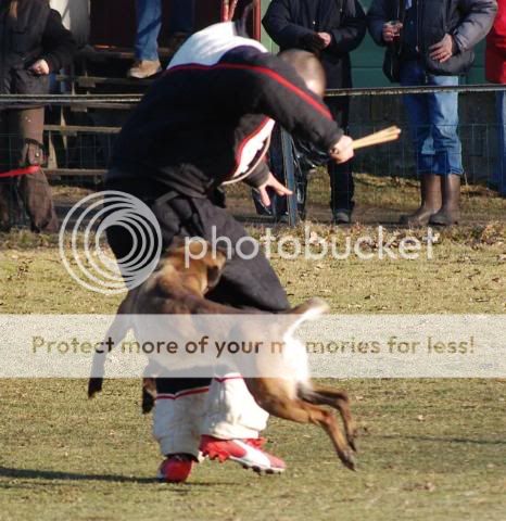 Denzi en concours DSC_0144