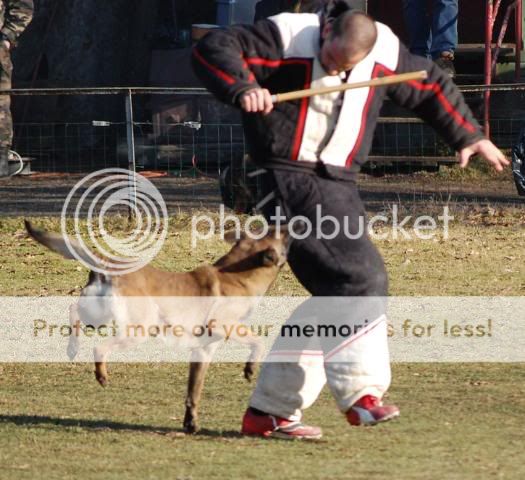 Denzi en concours DSC_0145