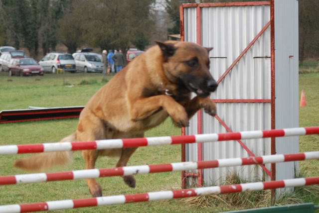 Mon bart au plat DSC_0330