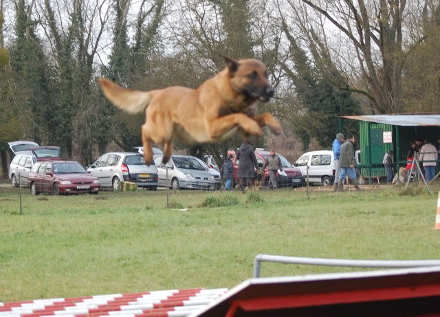 Mon bart au plat DSC_0331