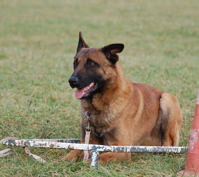 Mon bart au plat DSC_0338