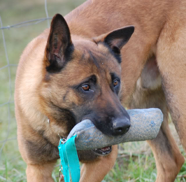 Mon bart au plat DSC_0347