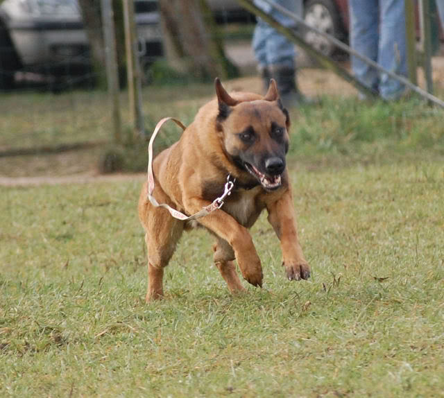 Mon bart au plat DSC_0351