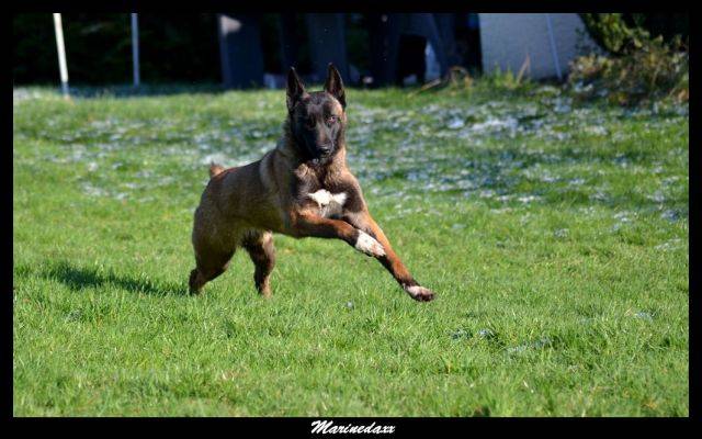 Malinois's family Janvier2013114