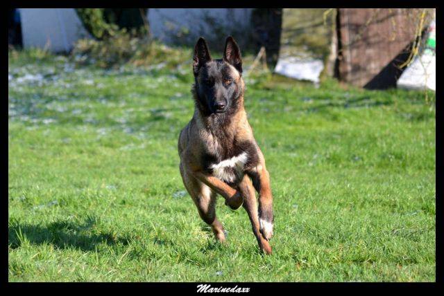 Malinois's family Janvier2013117