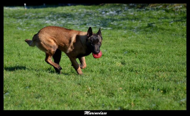 Malinois's family Janvier2013127