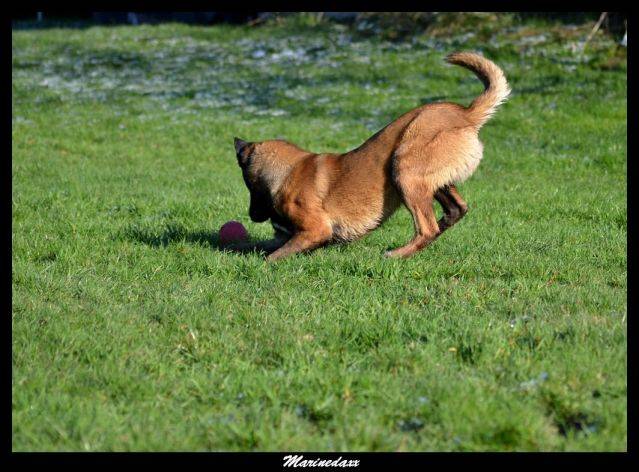 Malinois's family Janvier2013131