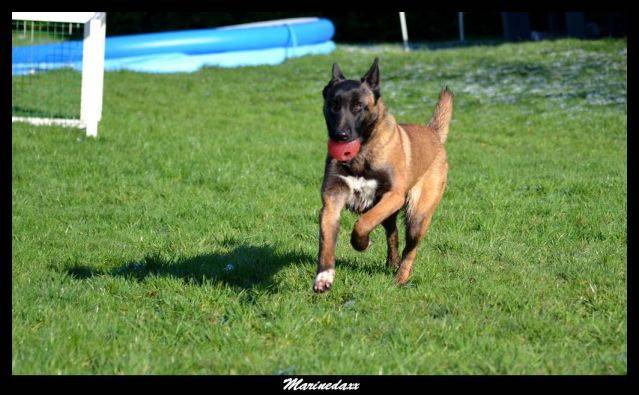 Malinois's family Janvier2013134