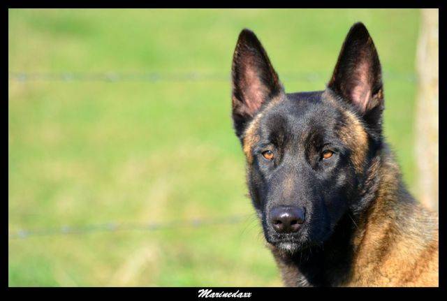 Malinois's family Janvier2013161