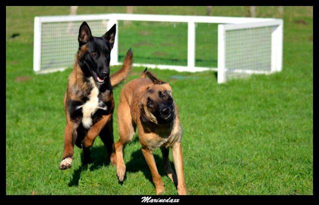 Malinois's family Janvier2013172