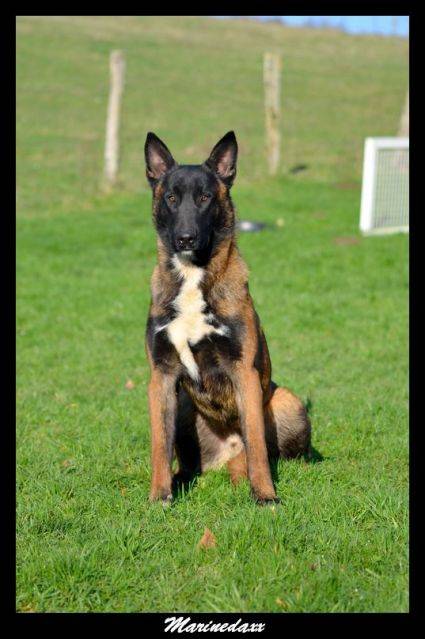 Malinois's family Janvier2013176