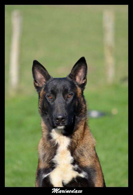 Malinois's family Janvier2013177