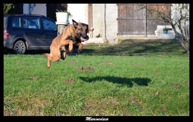 Malinois's family Janvier2013225