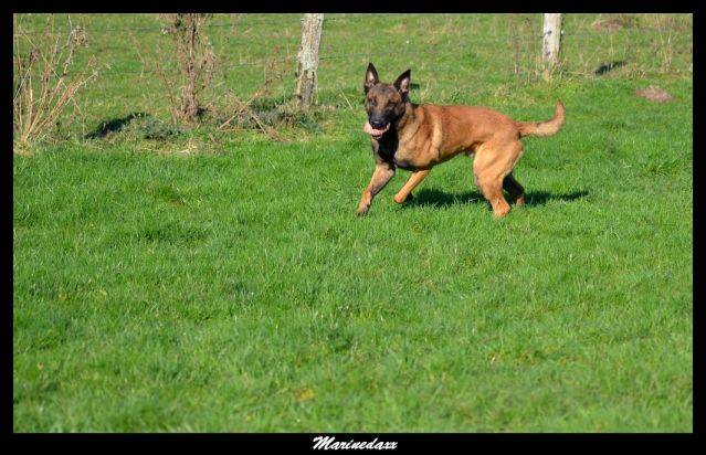 Malinois's family Janvier2013246