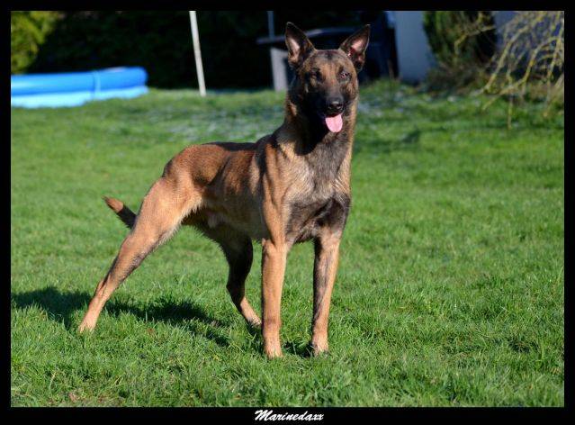 Malinois's family Janvier2013275