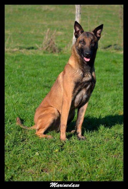 Malinois's family Janvier2013282