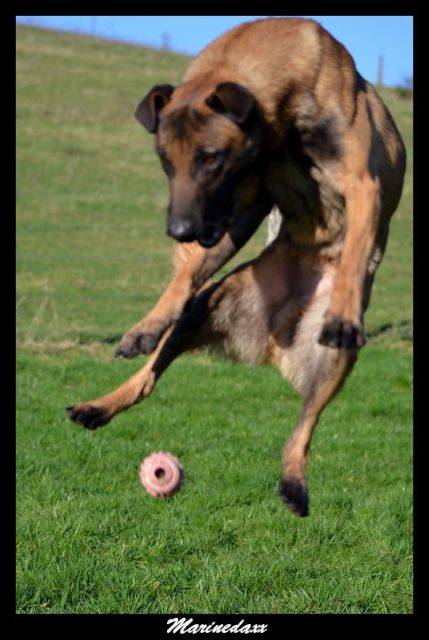 Malinois's family Janvier2013283