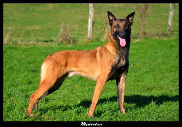 Malinois's family Janvier2013301