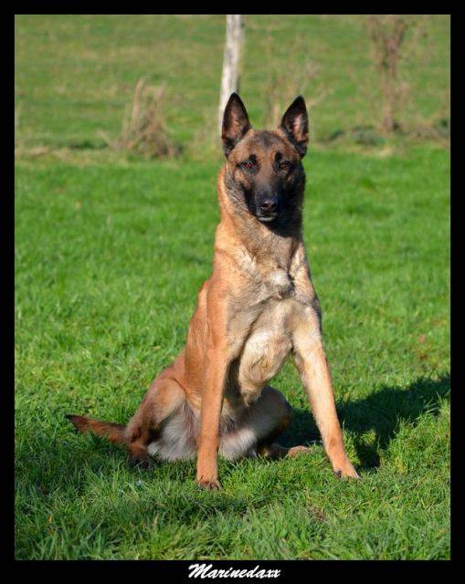 Malinois's family Janvier2013303