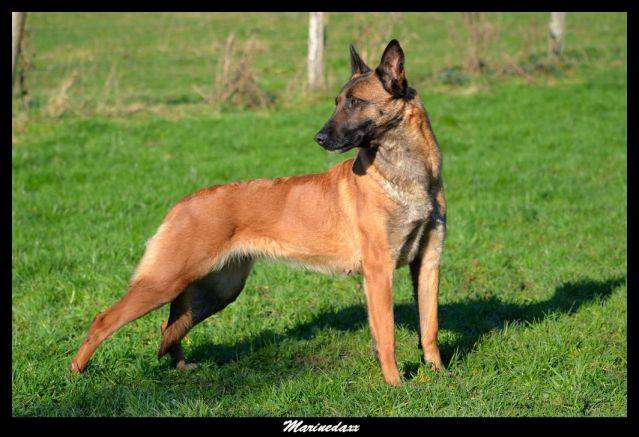 Malinois's family Janvier2013315