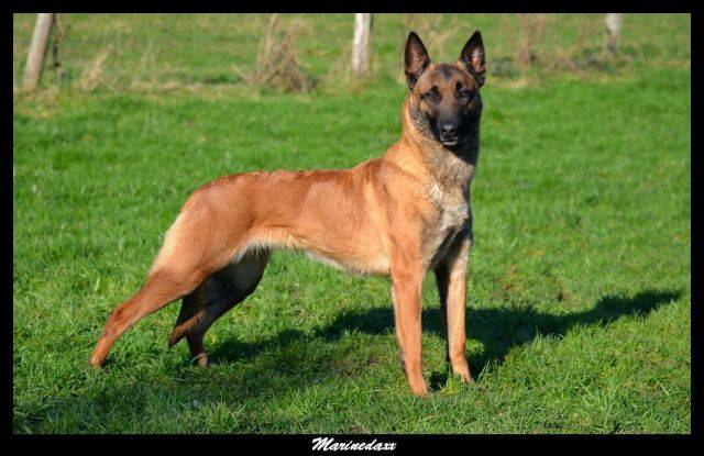 Malinois's family Janvier2013324