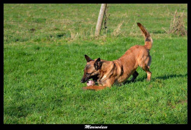 Malinois's family Janvier2013331