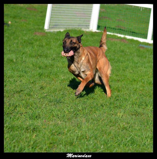 Malinois's family Janvier2013346