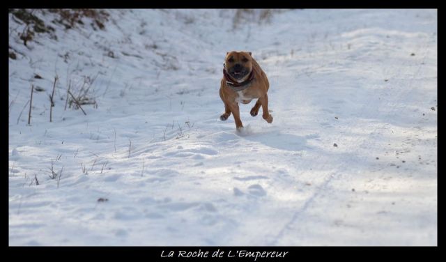 Rando dans l'Argonne Neigepassavant082_zpsa511bd7e