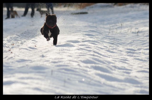 Rando dans l'Argonne Neigepassavant101_zps1a6f295e