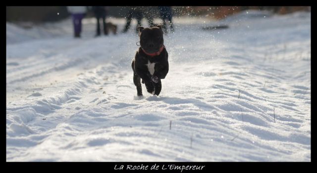 Rando dans l'Argonne Neigepassavant103_zps75b7c394