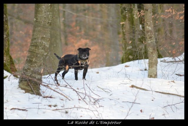 Rando dans l'Argonne Neigepassavant178_zps9ab8d953