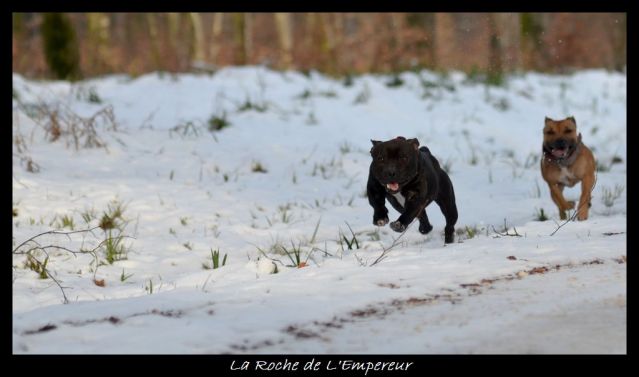 Rando dans l'Argonne Neigepassavant203_zpsd5bb2e3b