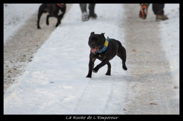 Rando dans l'Argonne Neigepassavant239_zpsaa0584d4