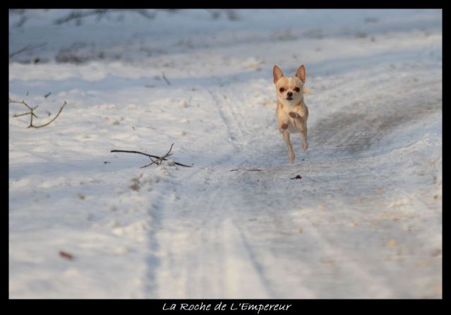 Rando dans l'Argonne Neigepassavant252_zpsb690b92b