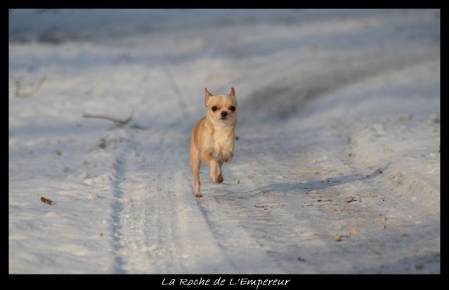 Rando dans l'Argonne Neigepassavant256_zps1d283cda