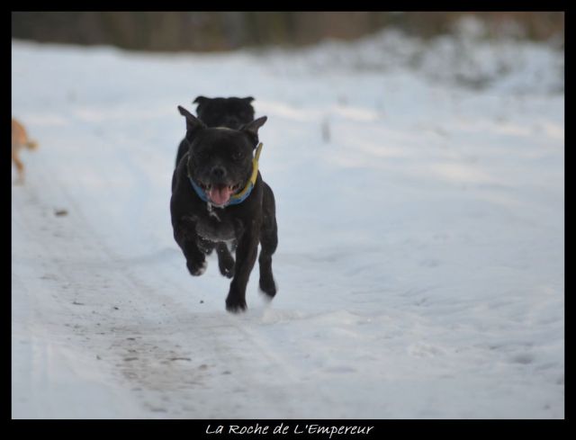 Rando dans l'Argonne Neigepassavant337_zpse31b7e4f