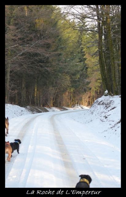 Rando dans l'Argonne Neigepassavant385_zpsb01dc11c