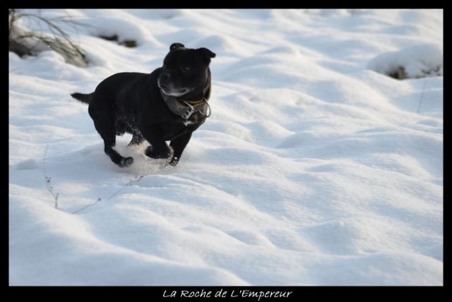 Rando dans l'Argonne Neigepassavant412_zps679aeb54