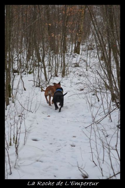 Rando dans l'Argonne Neigepassavant466_zps57483acb