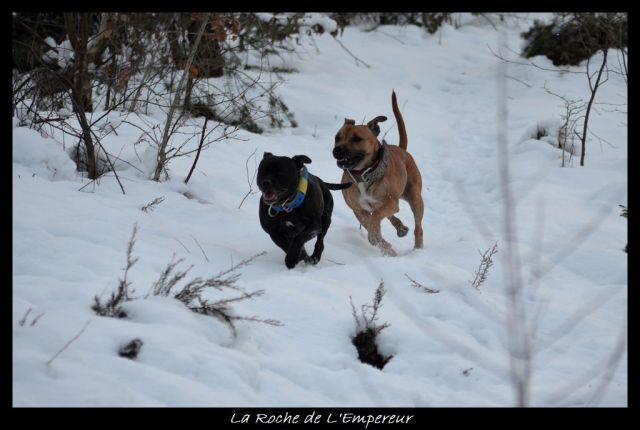 Rando dans l'Argonne Neigepassavant480_zps01254f88