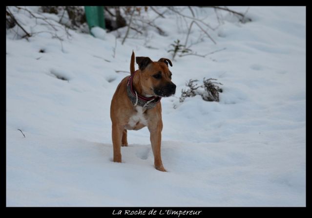 Rando dans l'Argonne Neigepassavant487_zps54309438