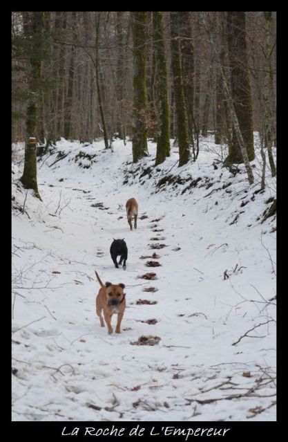 Rando dans l'Argonne Neigepassavant507_zpsf0f2a81a