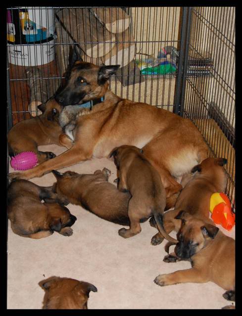 Chiots Berger Belge Malinois LOF de la Roche de l'Empereur, ma 2ème génération ! - Page 5 003-2