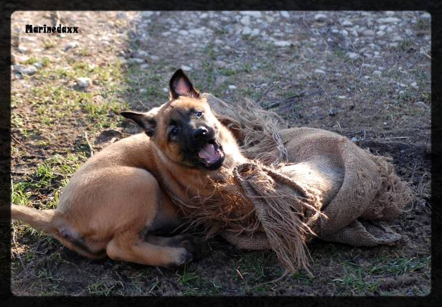 Chiots Berger Belge Malinois LOF de la Roche de l'Empereur, ma 2ème génération ! - Page 5 009-1