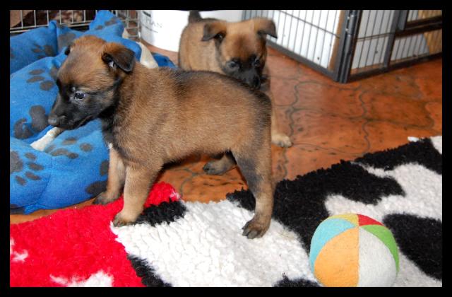 malinois - Chiots Berger Belge Malinois LOF de la Roche de l'Empereur, ma 2ème génération ! - Page 4 026