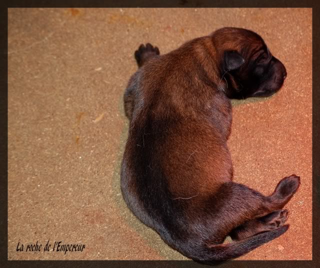 Chiots Berger Belge Malinois LOF de la Roche de l'Empereur, ma 2ème génération ! - Page 2 045