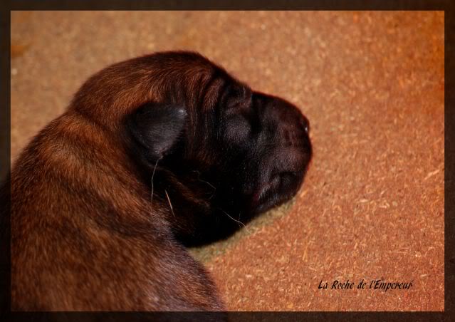 Chiots Berger Belge Malinois LOF de la Roche de l'Empereur, ma 2ème génération ! - Page 2 049