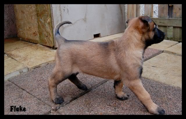 malinois - Chiots Berger Belge Malinois LOF de la Roche de l'Empereur, ma 2ème génération ! - Page 5 DSC_0213